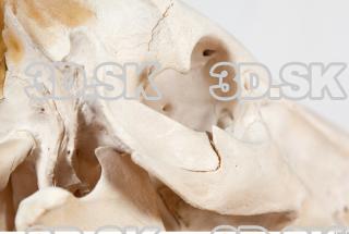 Skull photo reference 0026